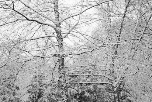 River Birch Reeves-Reed Arboretum Union County New Jersey (SA).jpg